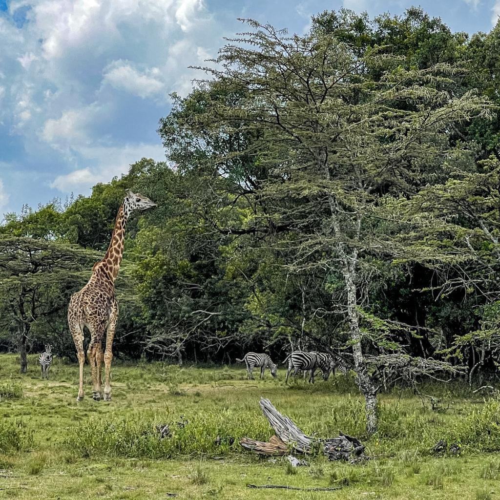 Kenya_dieren